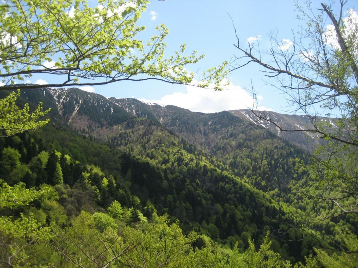 Bungalows Zdravets Berkovitsa Dış mekan fotoğraf